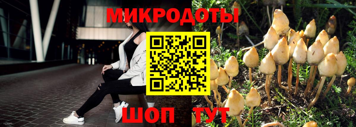 Псилоцибиновые грибы мицелий Курганинск